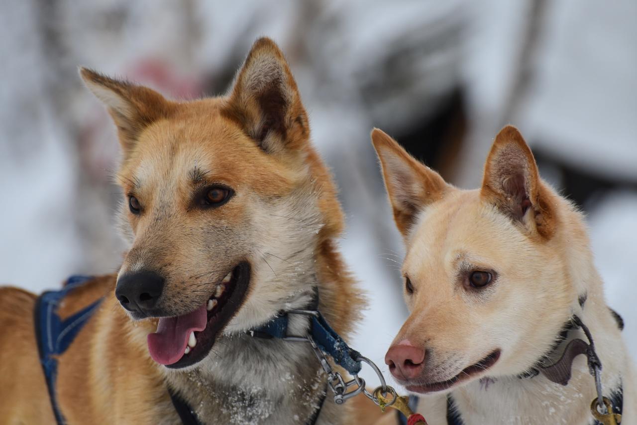 Husky Lodge Kiruna Exteriér fotografie